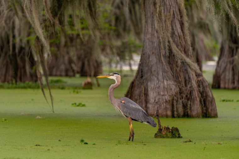 045 Lake Martin, amerikaanse blauwe reiger, Breaux Bridge.jpg